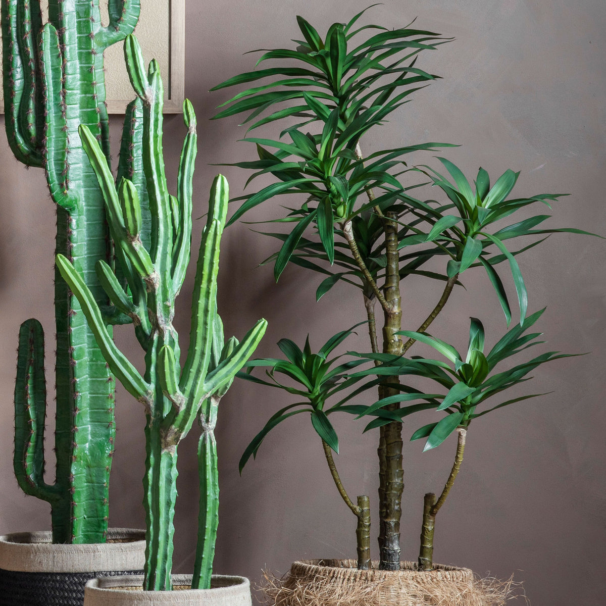 Yucca Tree with 6 Heads.