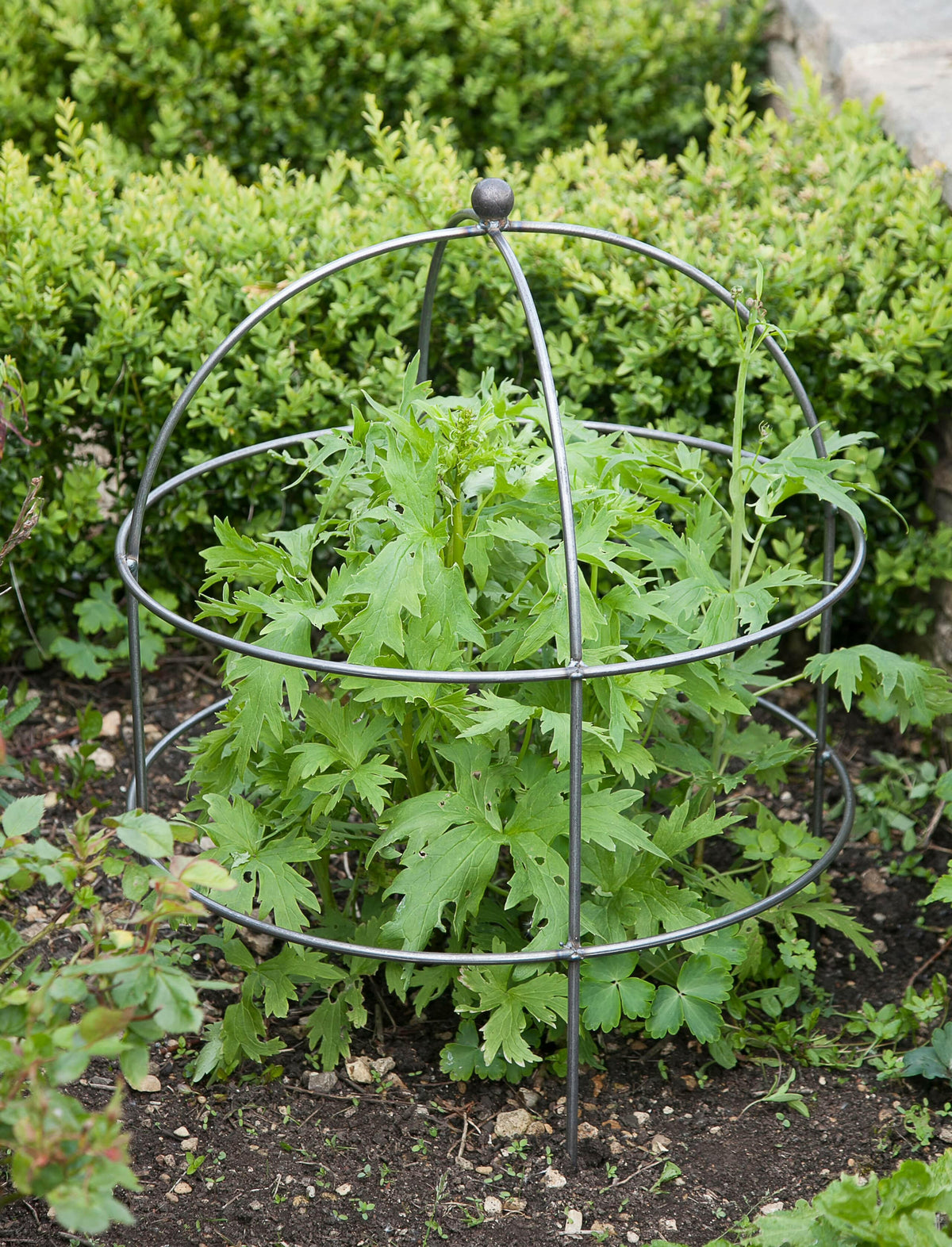 Barrington Domed Plant Support - Large.