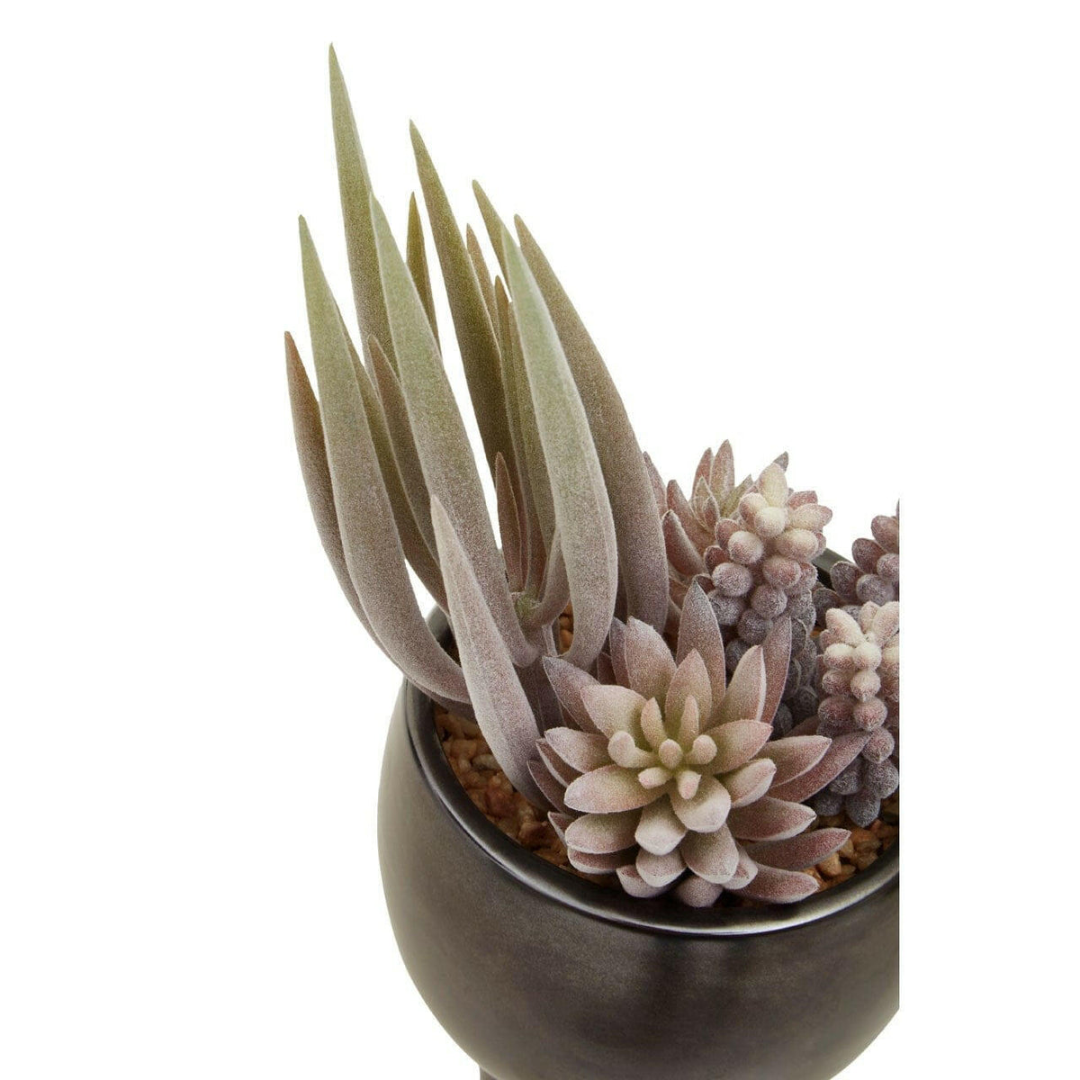 Fiorantina Mixed Succulents In Ceramic Pot.