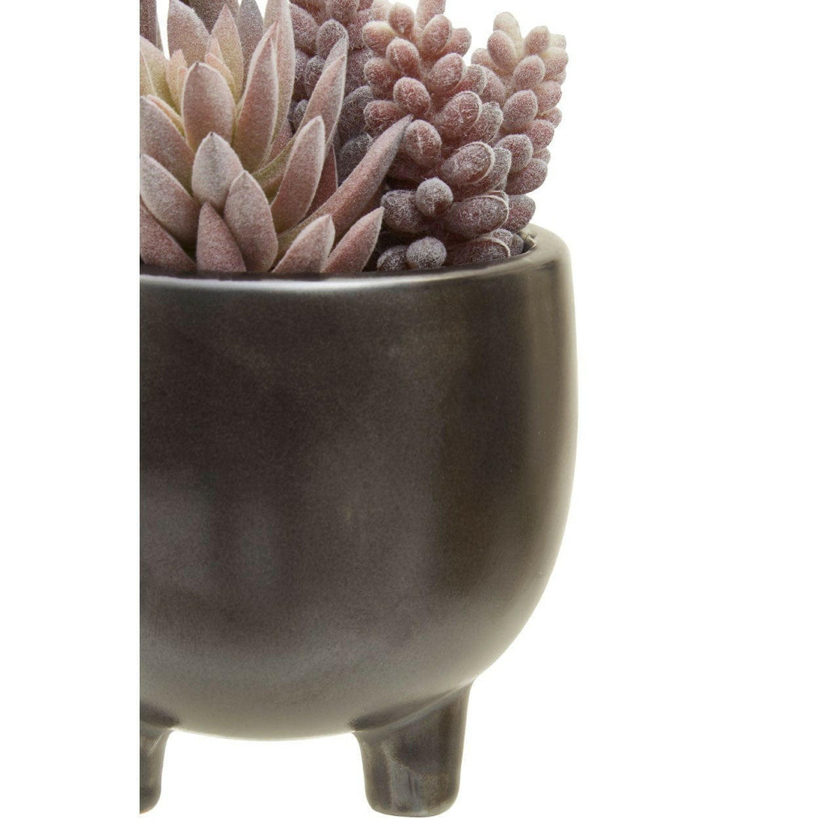 Fiorantina Mixed Succulents In Ceramic Pot.