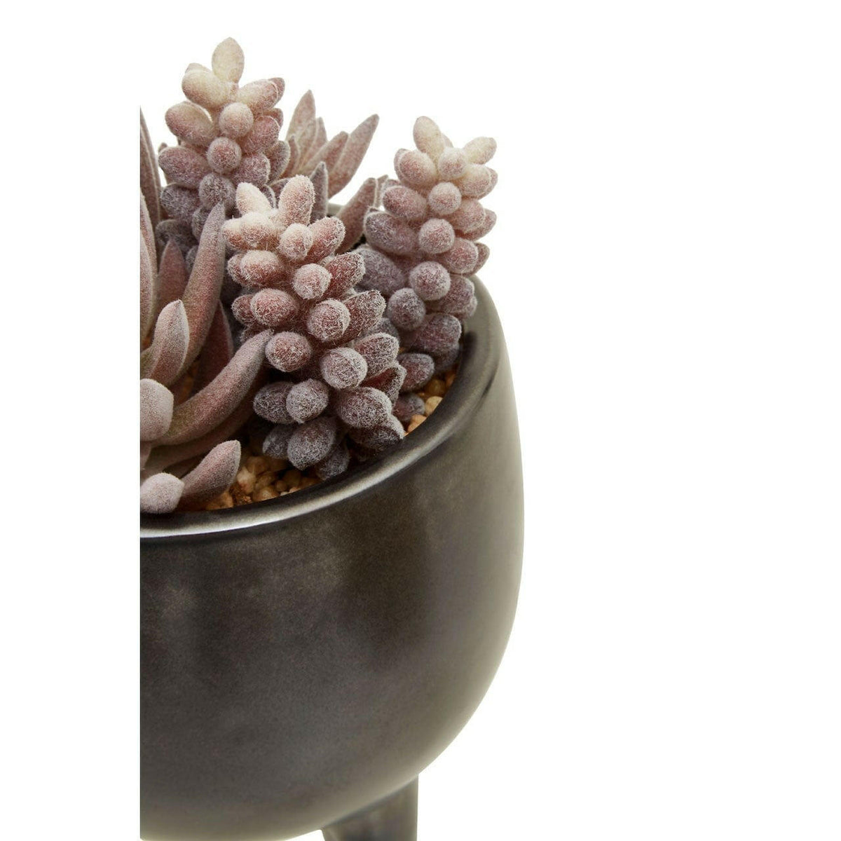 Fiorantina Mixed Succulents In Ceramic Pot.