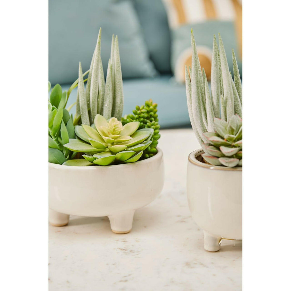 Fiorantina Mixed Succulents In Large Ceramic Pot.