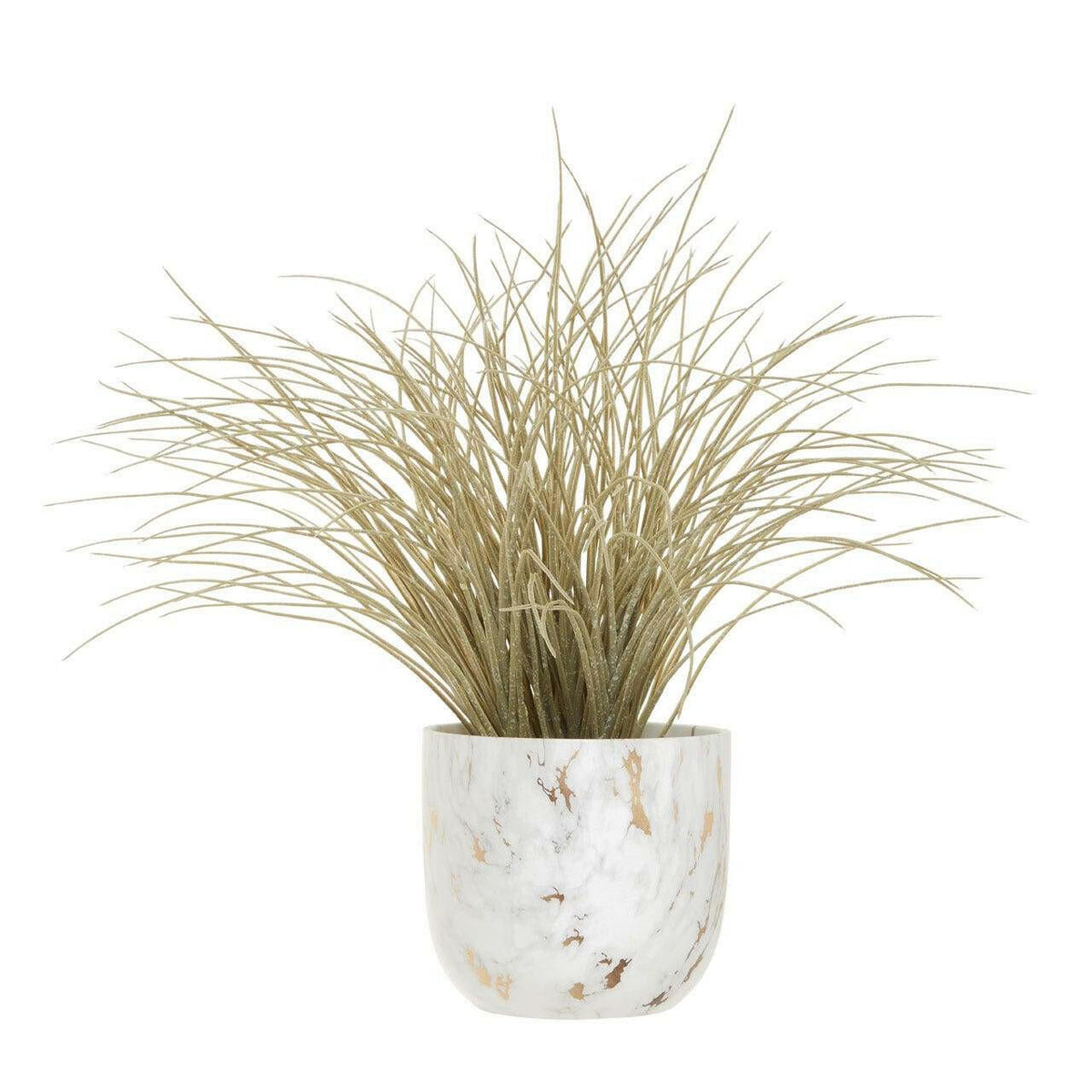 Fiori Grass Plant.