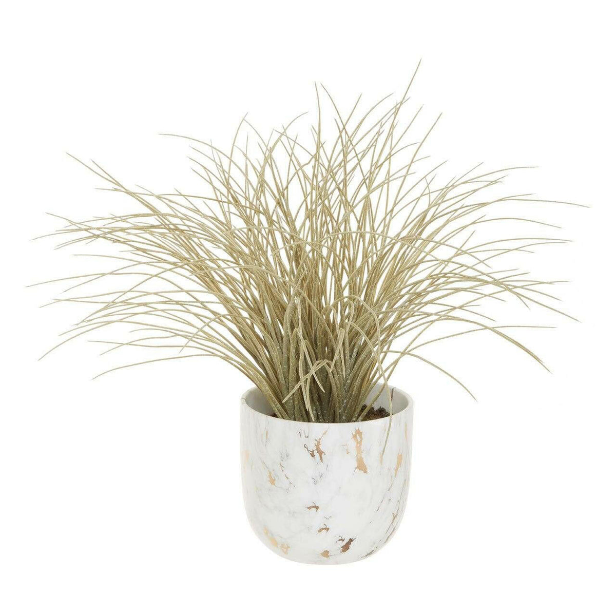 Fiori Grass Plant.