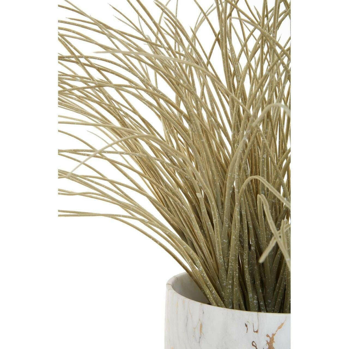 Fiori Grass Plant.