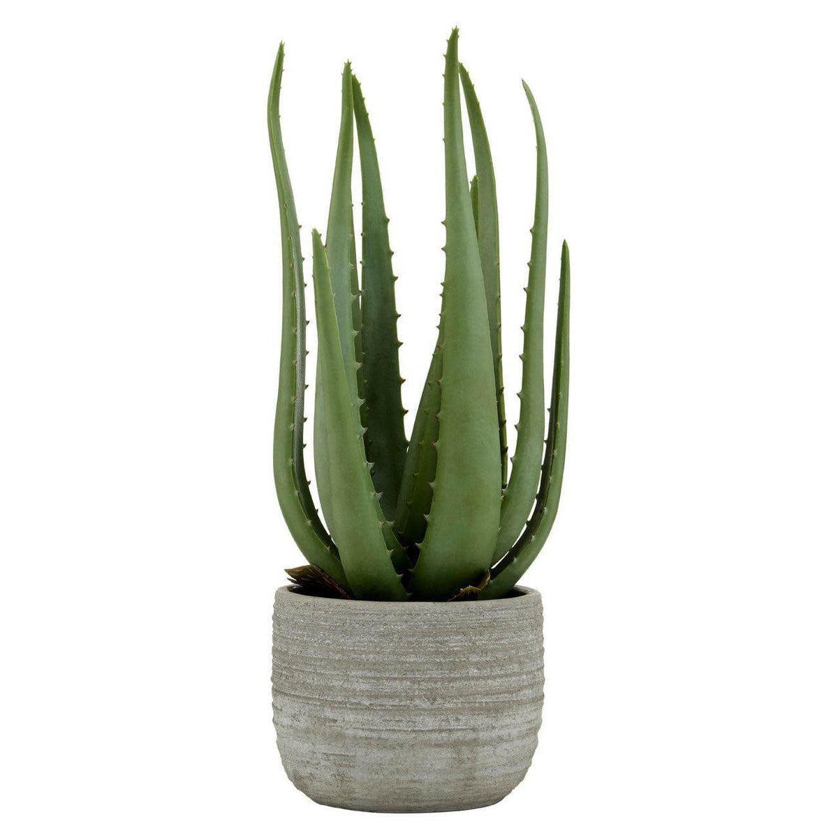Fiori Large Aloe Vera With Cement Pot.