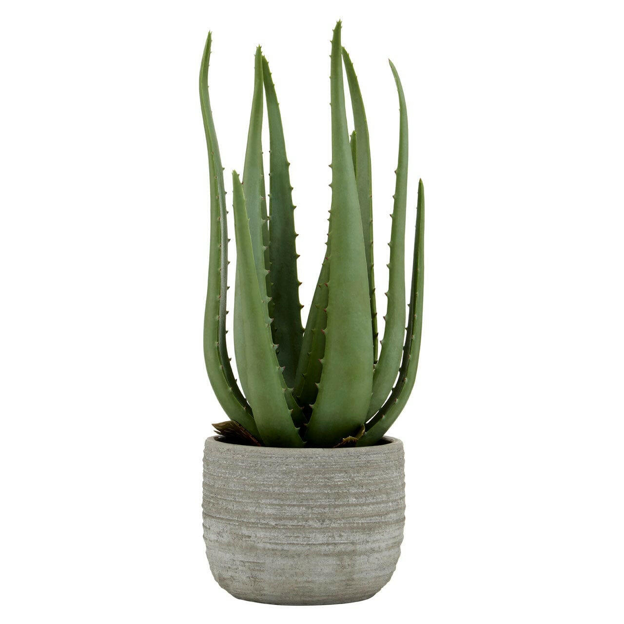 Hamilton Interiors Accessories Fiori Large Aloe Vera With Cement Pot House of Isabella UK