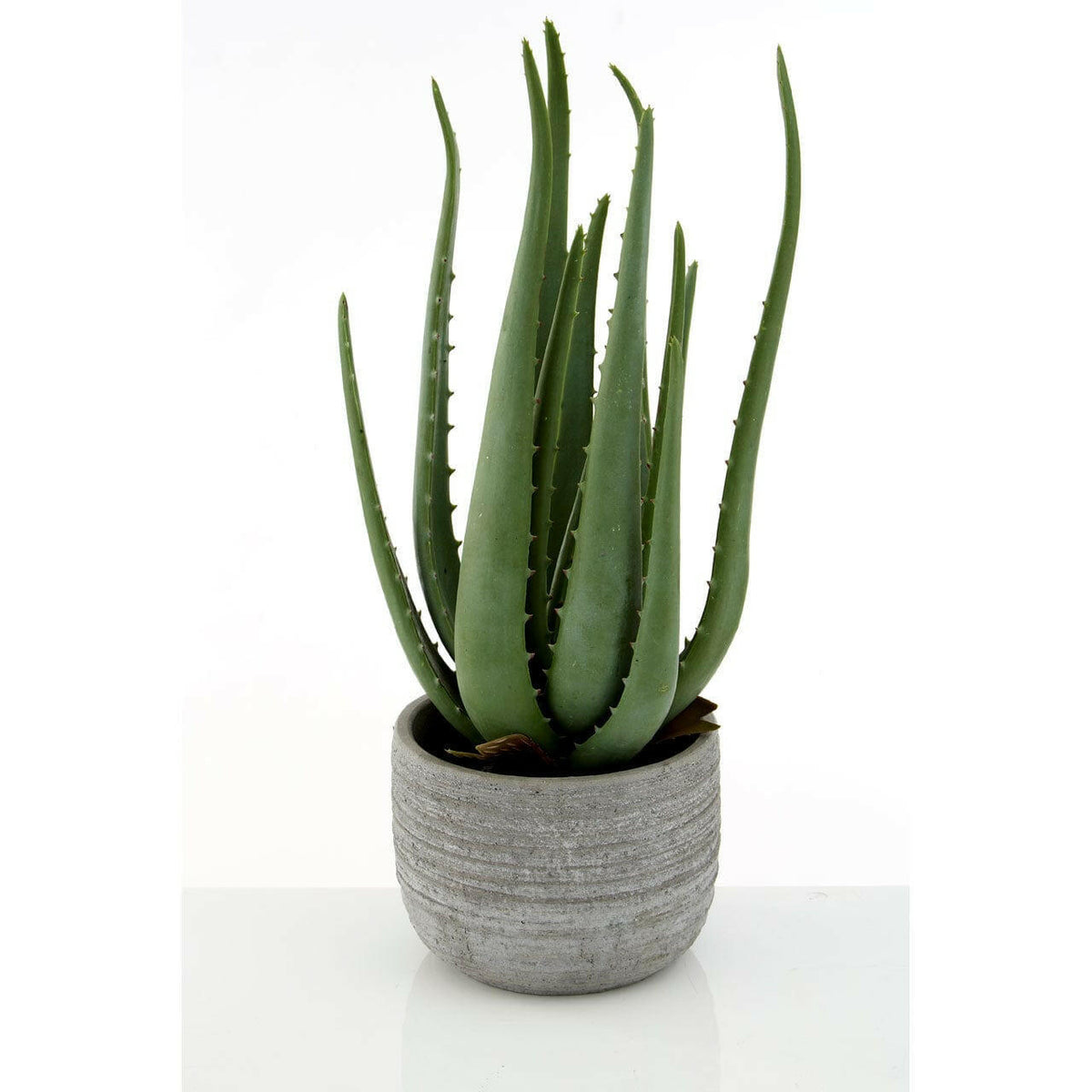 Fiori Large Aloe Vera With Cement Pot.