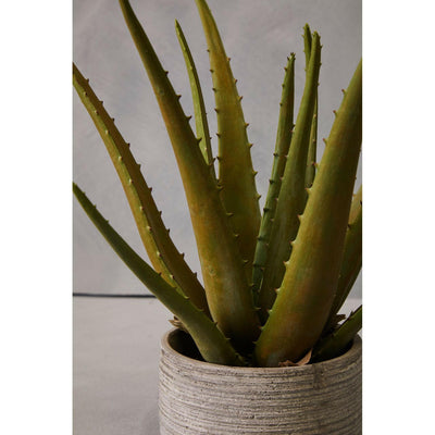 Hamilton Interiors Accessories Fiori Large Aloe Vera With Cement Pot House of Isabella UK