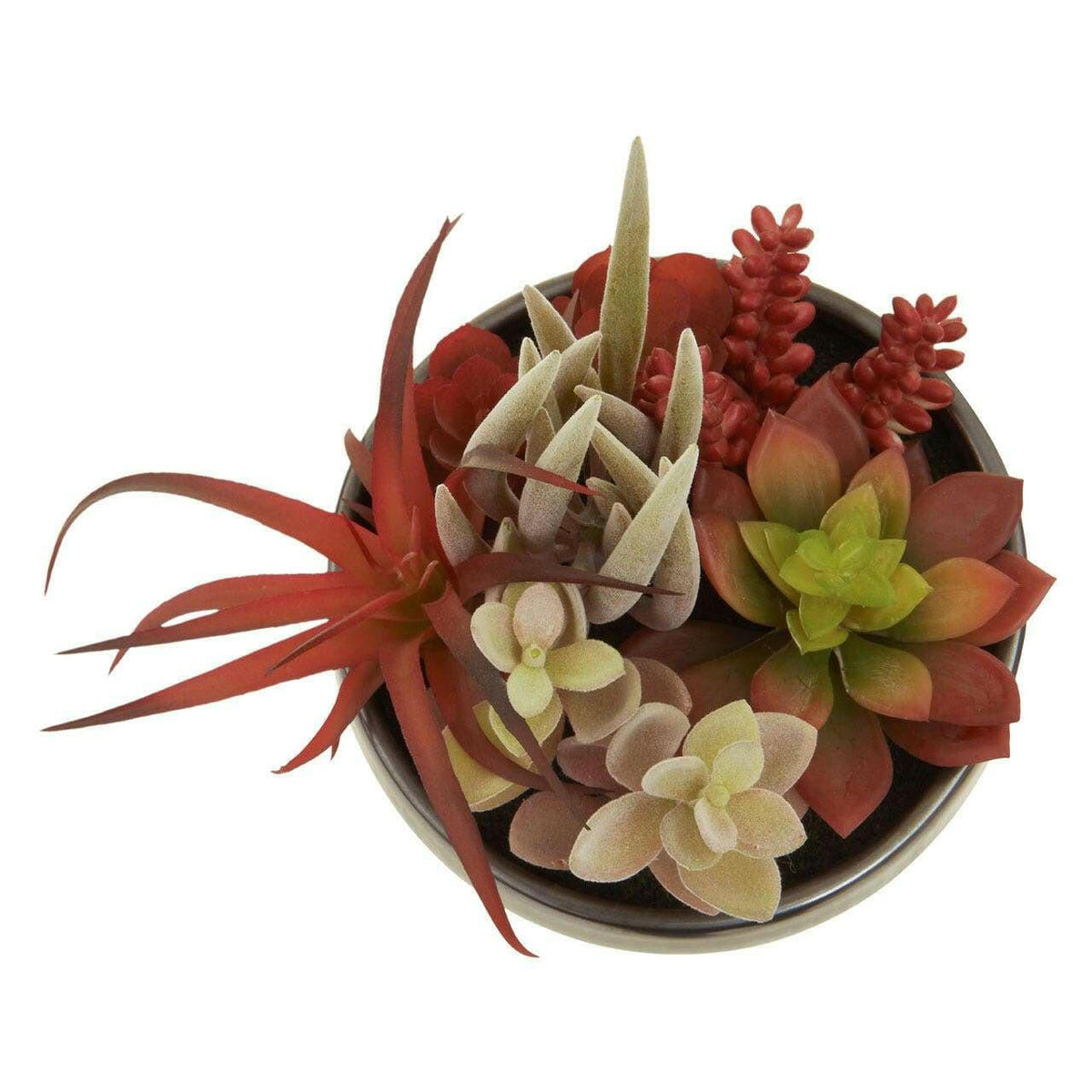 Fiori Mixed Succulents In Grey Ceramic Pot.