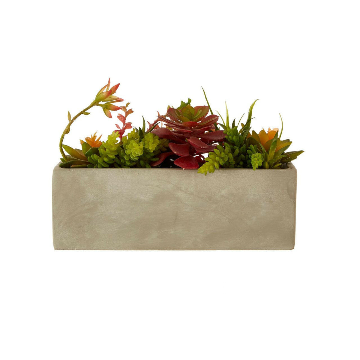 Fiori Mixed Succulents With Cement Pot.