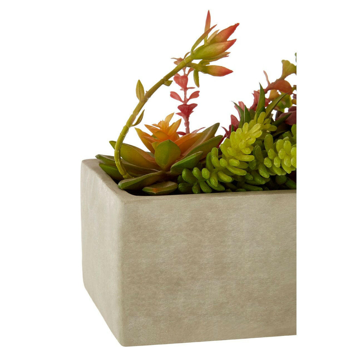 Fiori Mixed Succulents With Cement Pot.