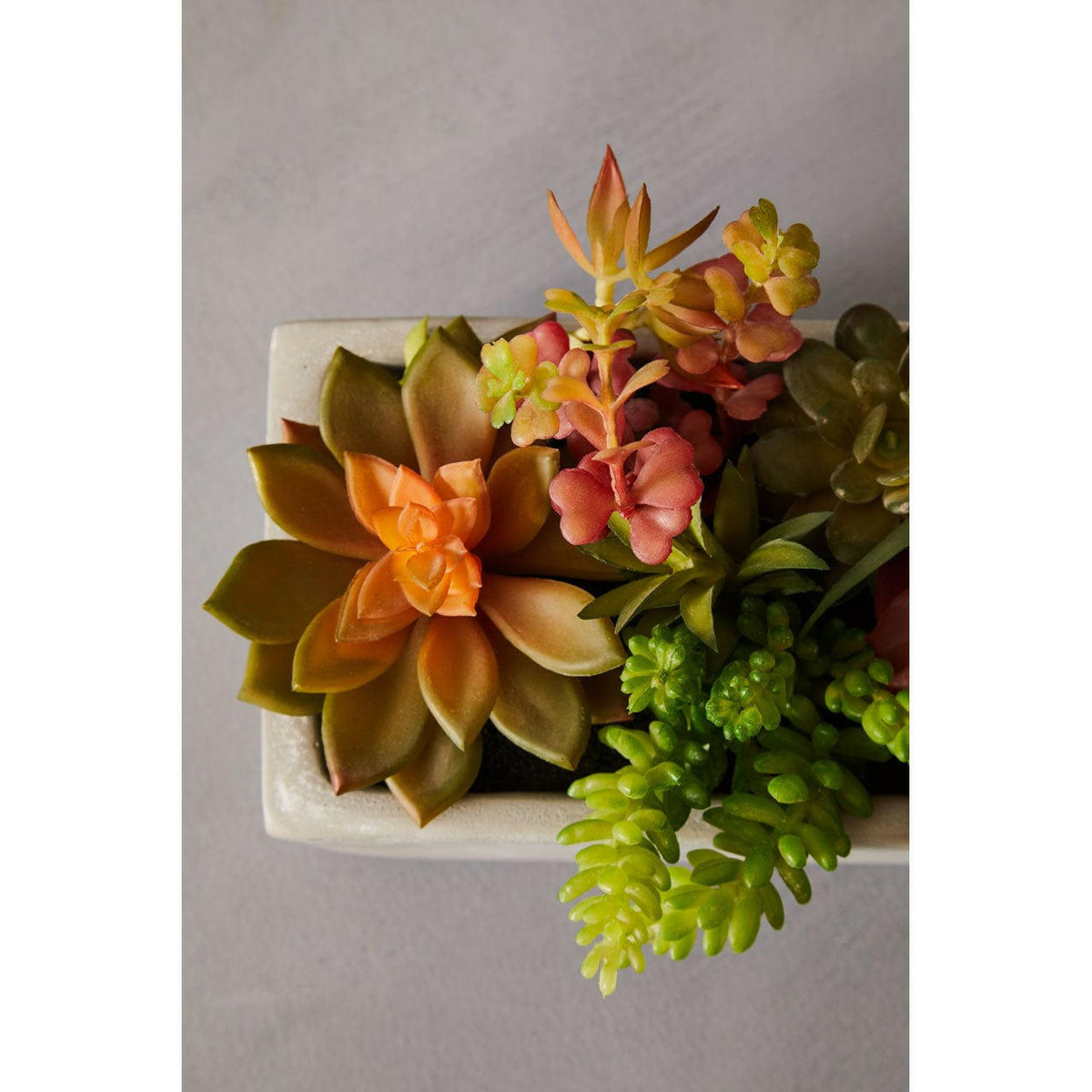 Fiori Mixed Succulents With Cement Pot.