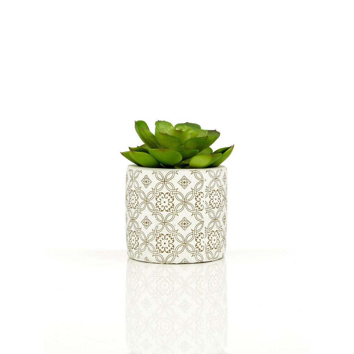 Fiori Set Of 3 Succulents In Henna Ceramic Pots.