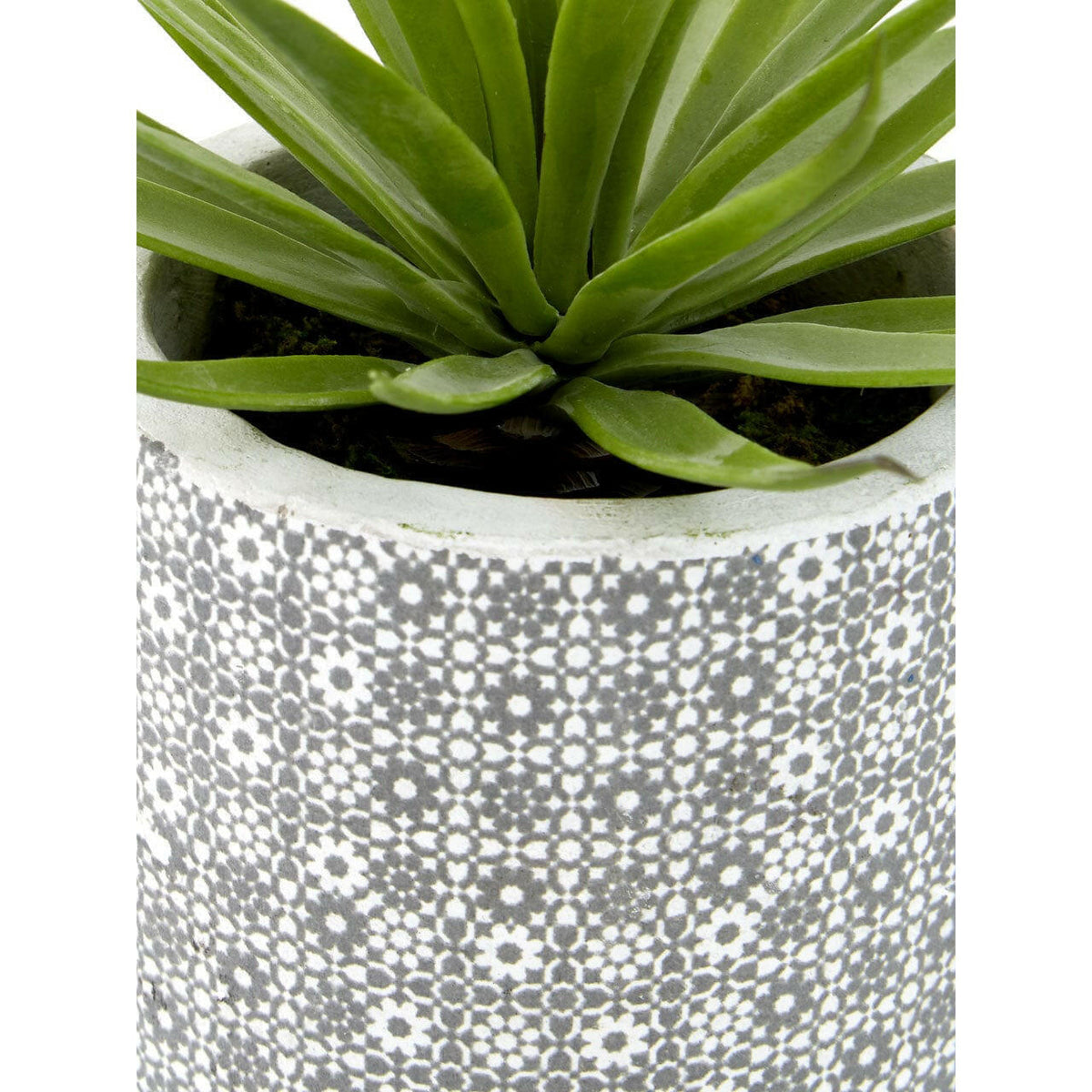 Fiori Set Of 3 Succulents In Henna Ceramic Pots.