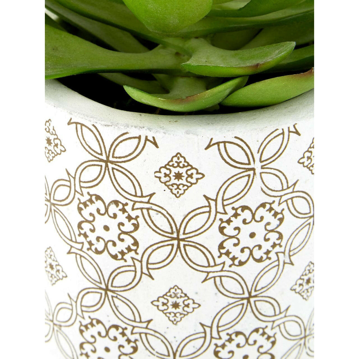 Fiori Set Of 3 Succulents In Henna Ceramic Pots.