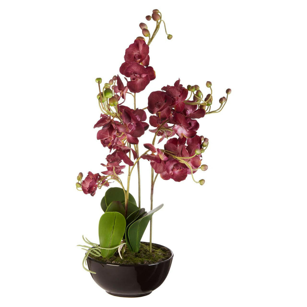 Purple Orchid Plant With Black Ceramic Pot.