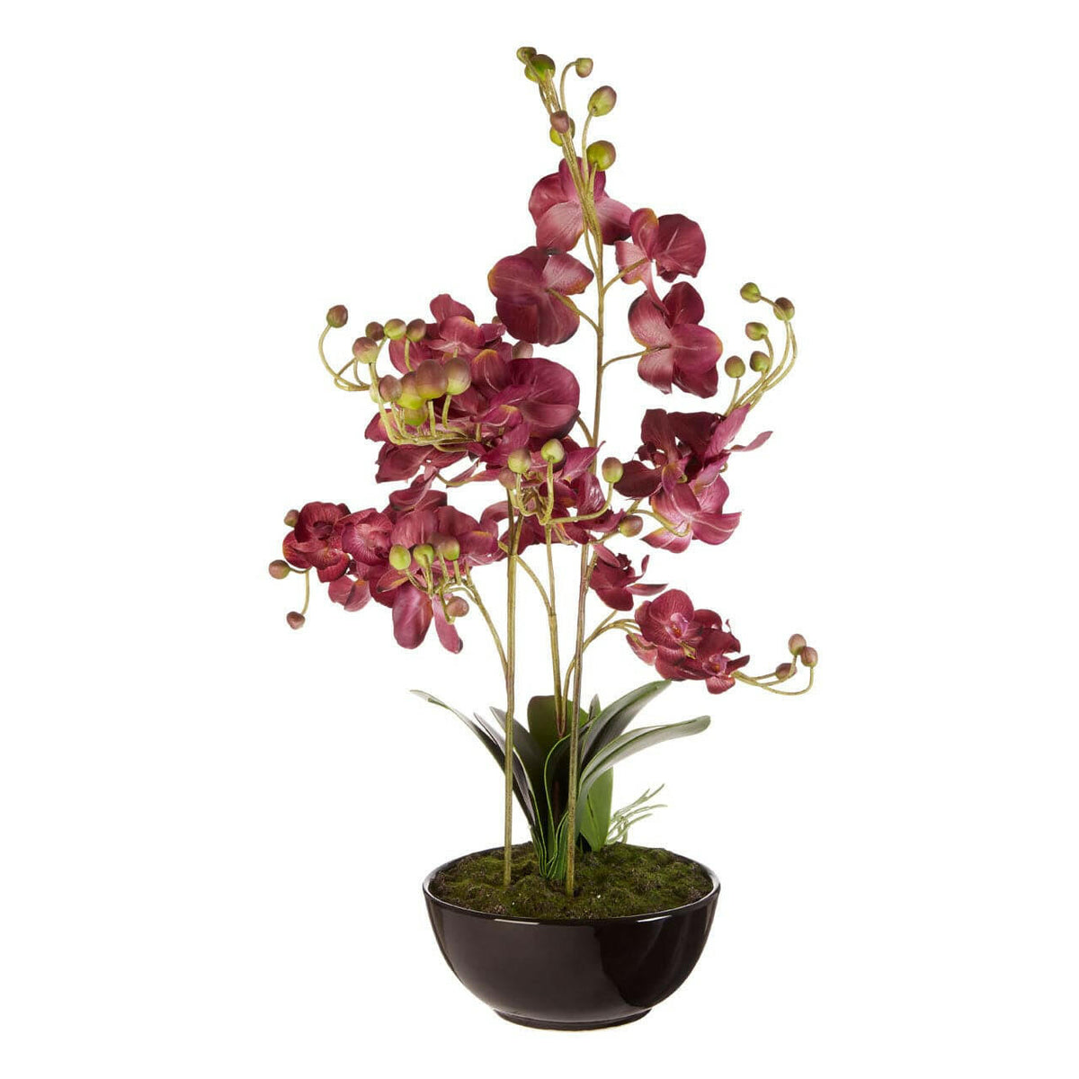 Purple Orchid Plant With Black Ceramic Pot.