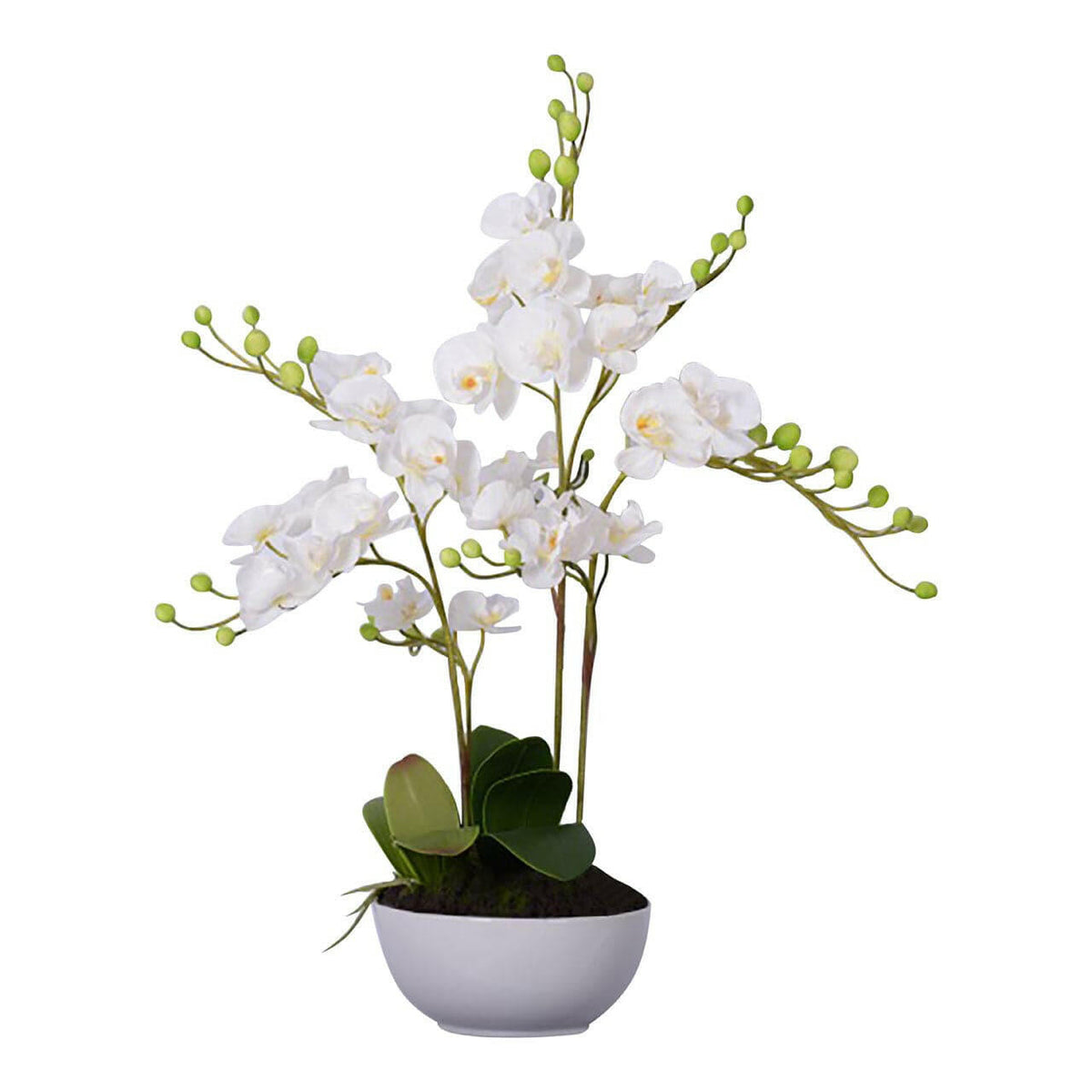 White Orchid Plant With White Ceramic Pot.