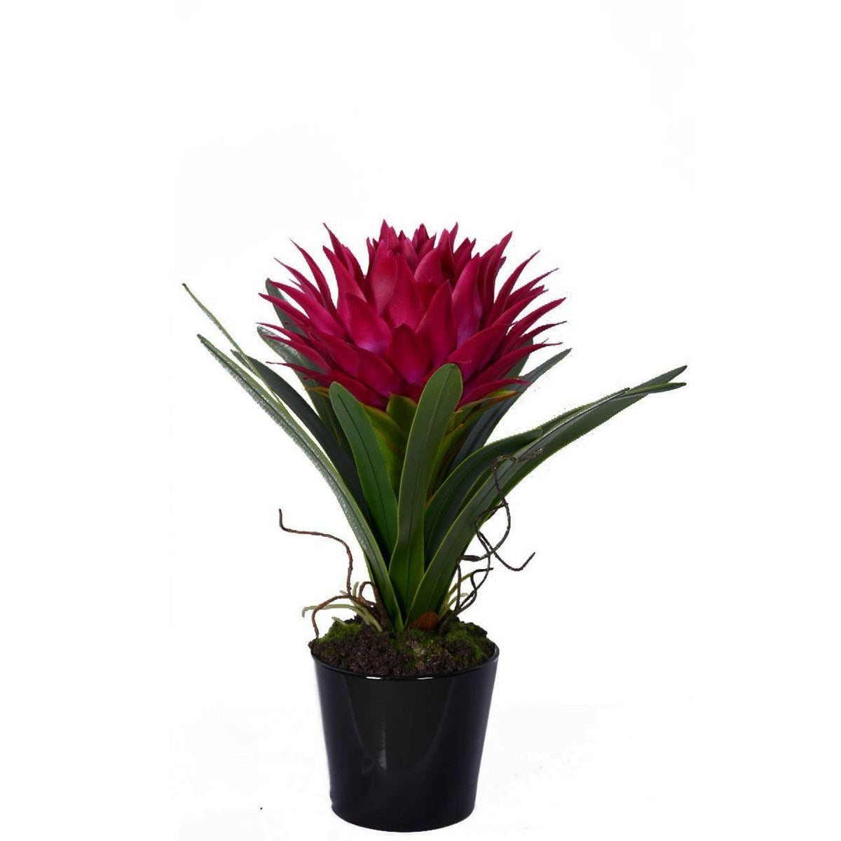 Pink Tropical Plant With Black Ceramic Pot.