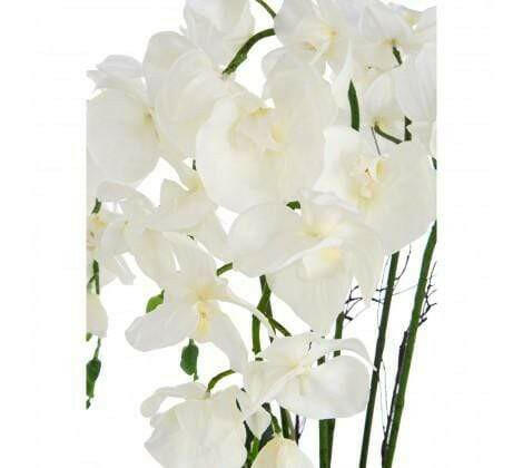 Polly White Orchid Plant Natural Ceramic Pot.
