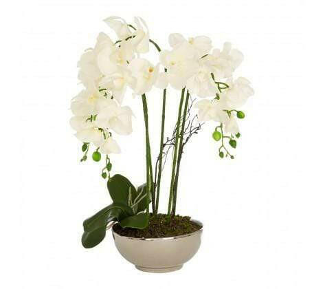 Polly White Orchid Plant Natural Ceramic Pot.